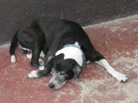 Sleeping on some sawdust